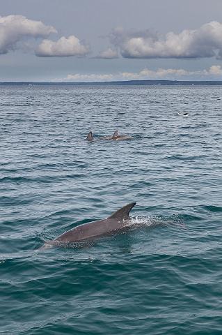 278 Jervis Bay, dolfijnen.jpg